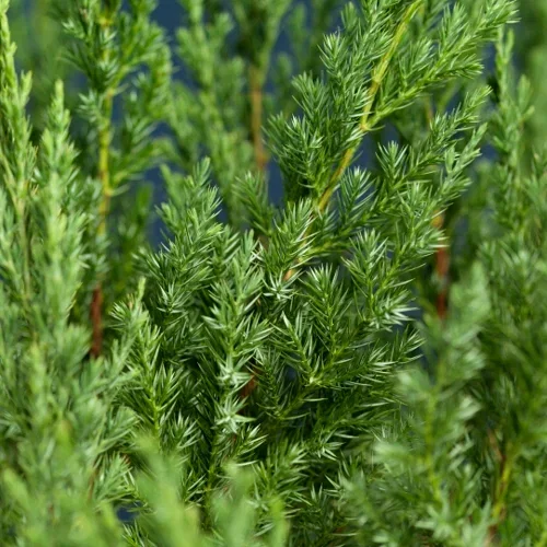 Kinesisk en 'Stricta'