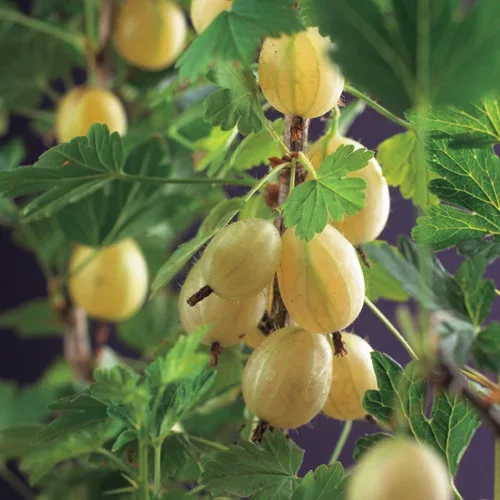 Ribes grossularia HINNONMÄKI GUL 4,5L