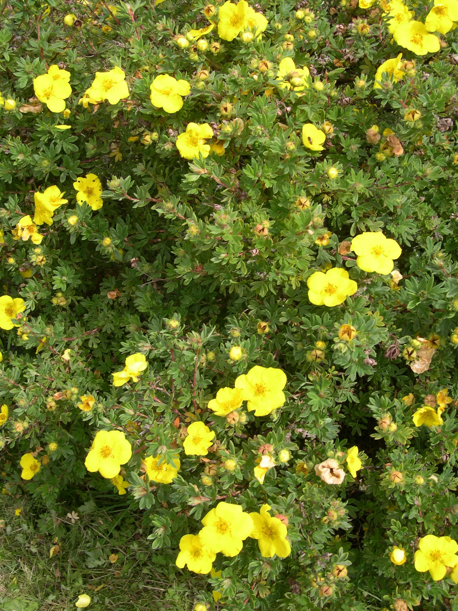 Trädgårdstok 'Goldfinger'