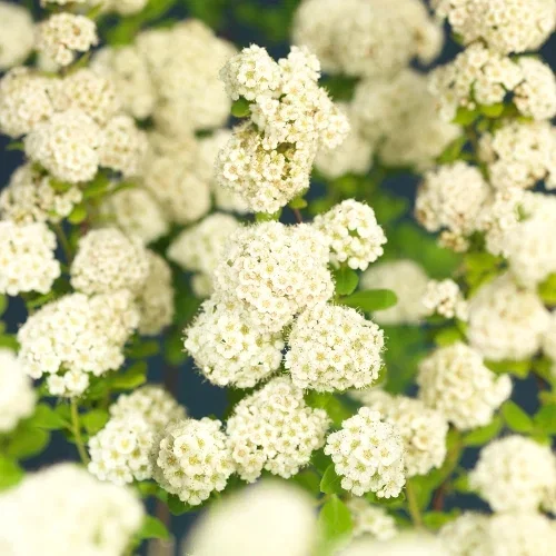 Spiraea betulifolia 'Tor'