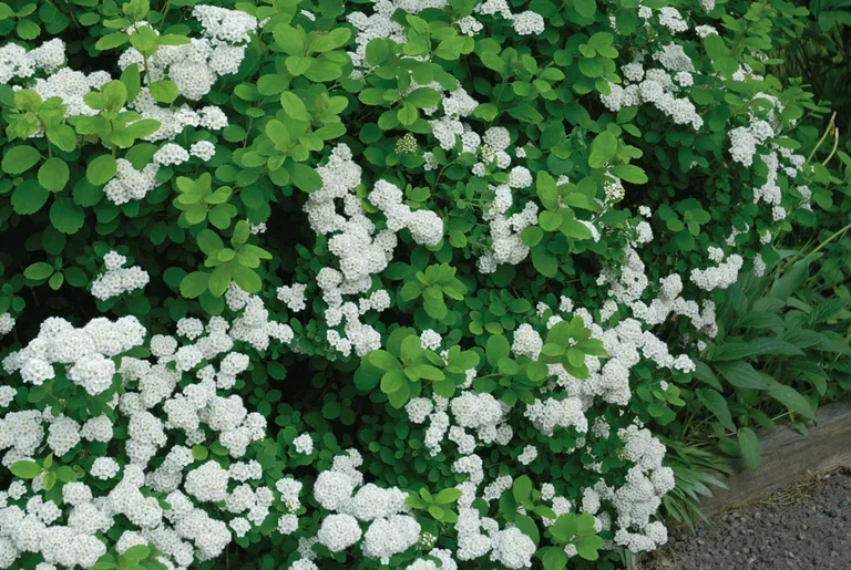 Spiraea betulifolia 'Tor'
