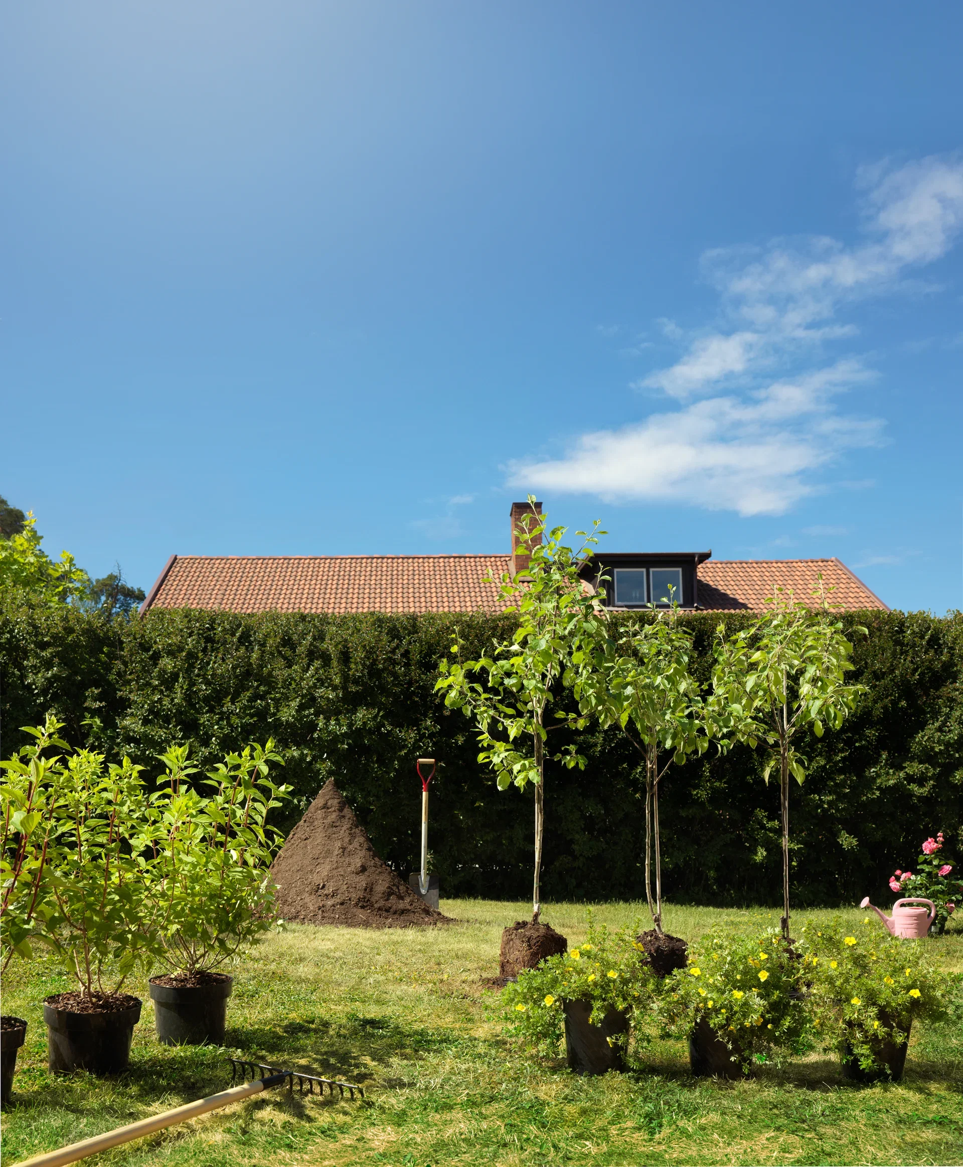 Trädgårdstok 'Goldfinger'