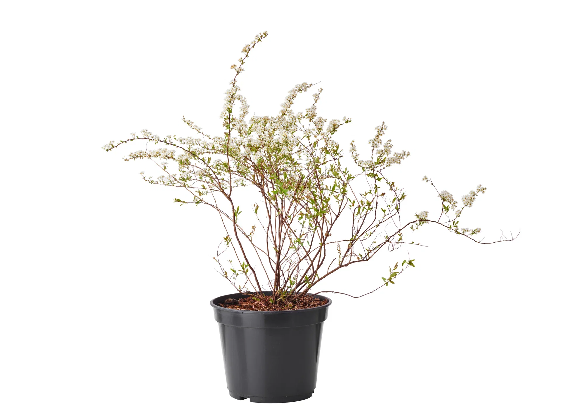 Norskspirea 'Grefsheim'