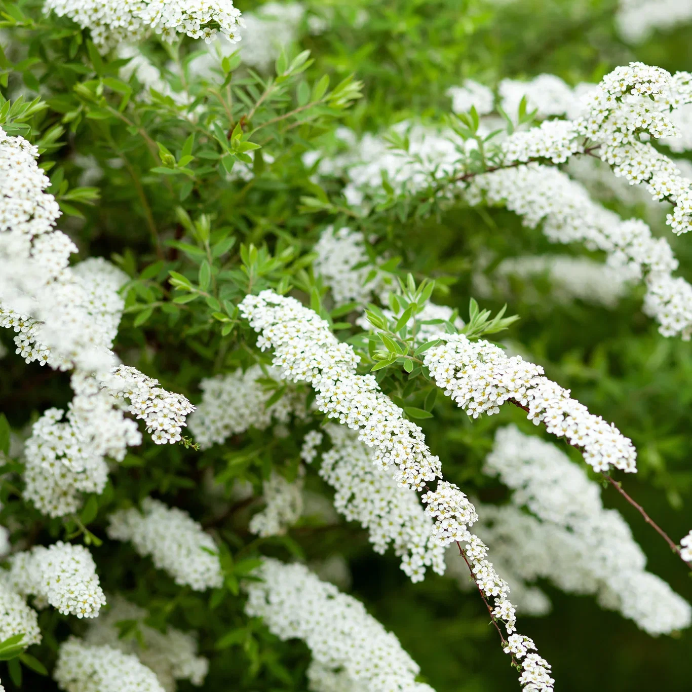 Norskspirea 'Grefsheim'