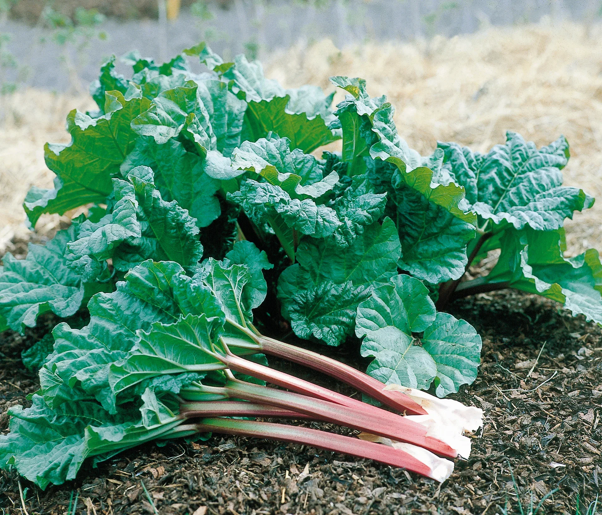 Rheum rhabarbarum 'Victoria' 3,5L