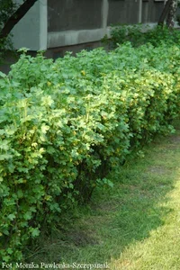 Ribes alpinum 'Schmidt'