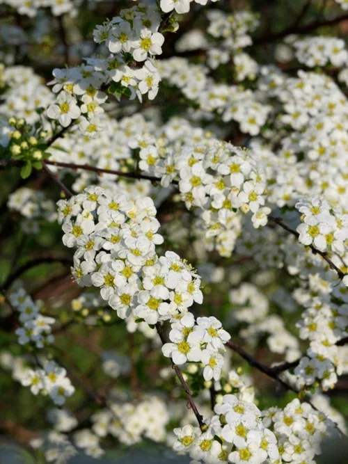 Girlandspirea 'Halward's Silver'