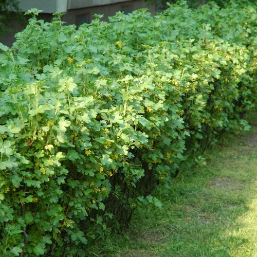 Ribes alpinum 'Schmidt'