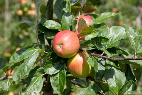 Äpple 'Summerred'