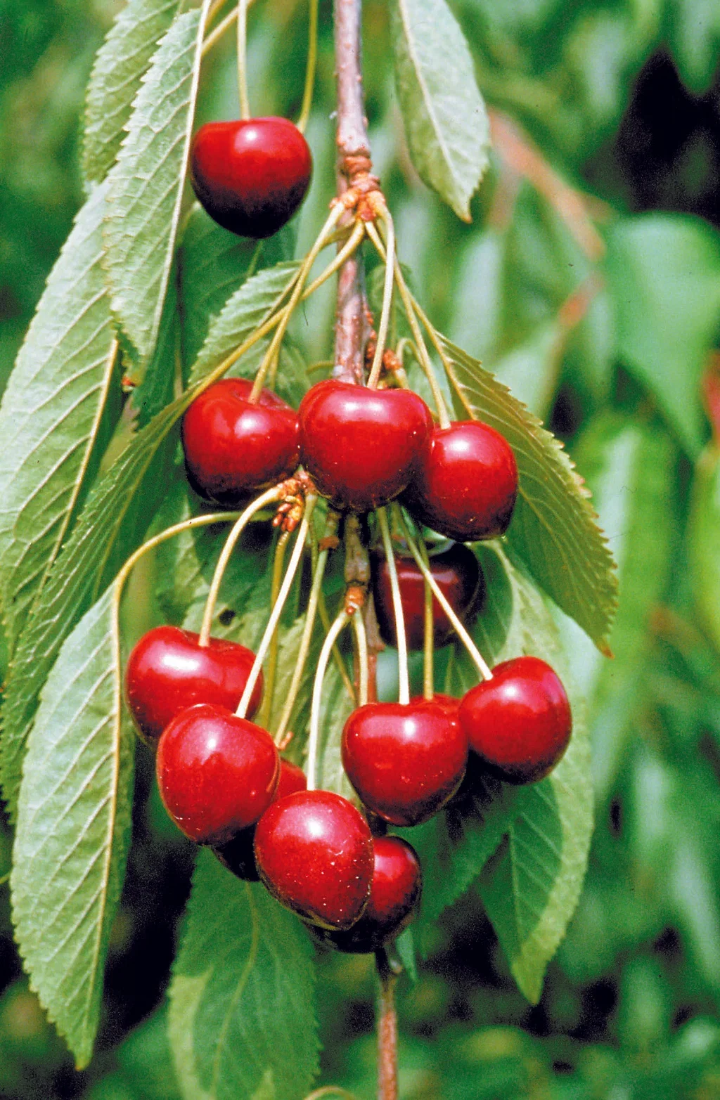 Prunus avium 'Lapins' Colt 10L