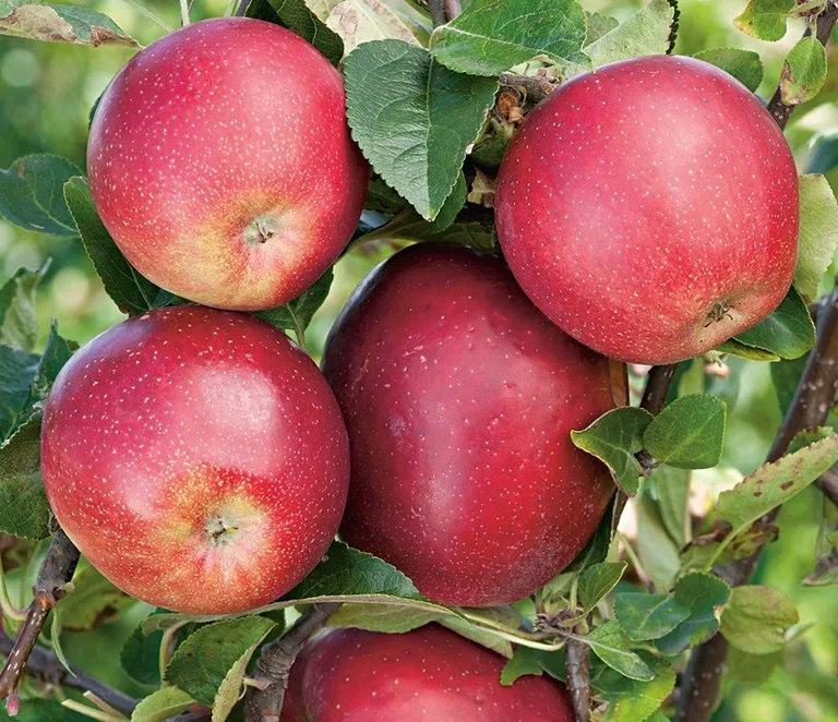 Äpple 'Summerred'