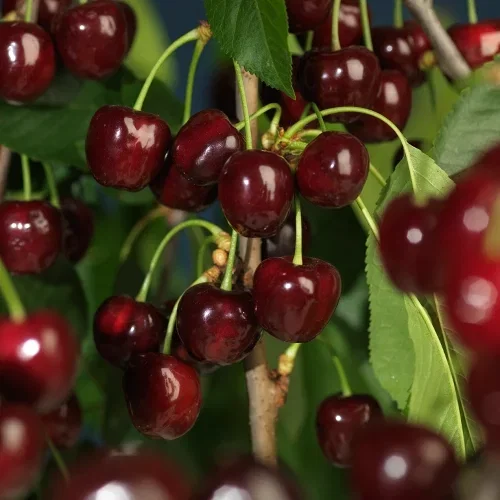 Sötkörsbär 'Stella' Colt