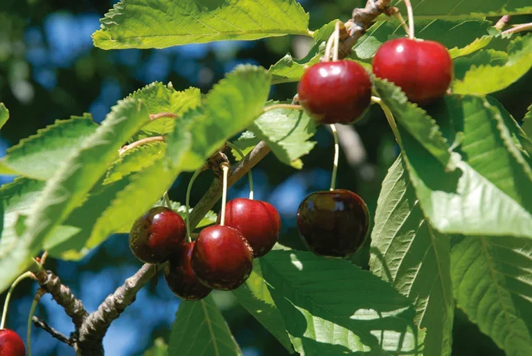 Sötkörsbär 'Stella' Colt