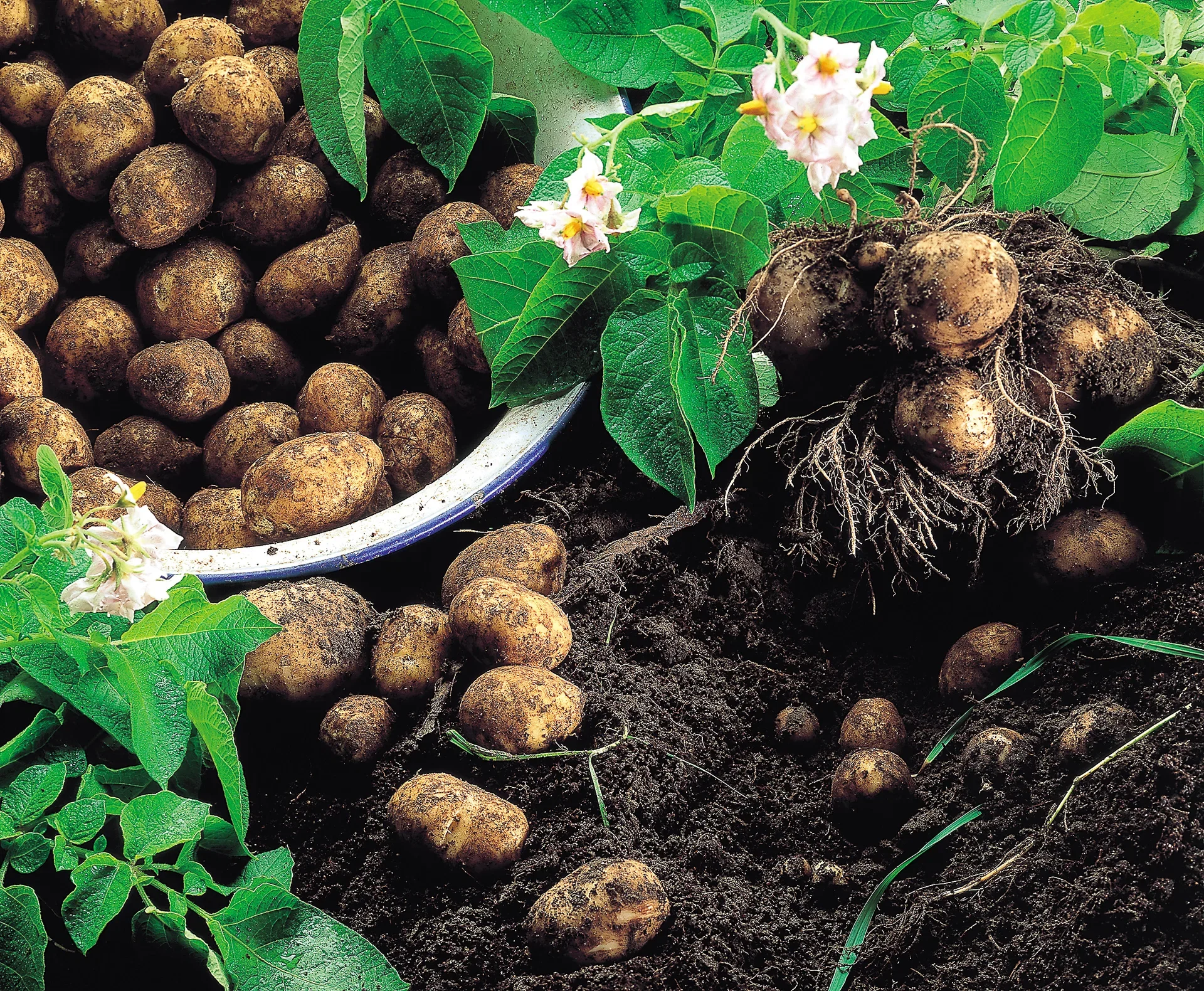 Potato Amandine 1 KG