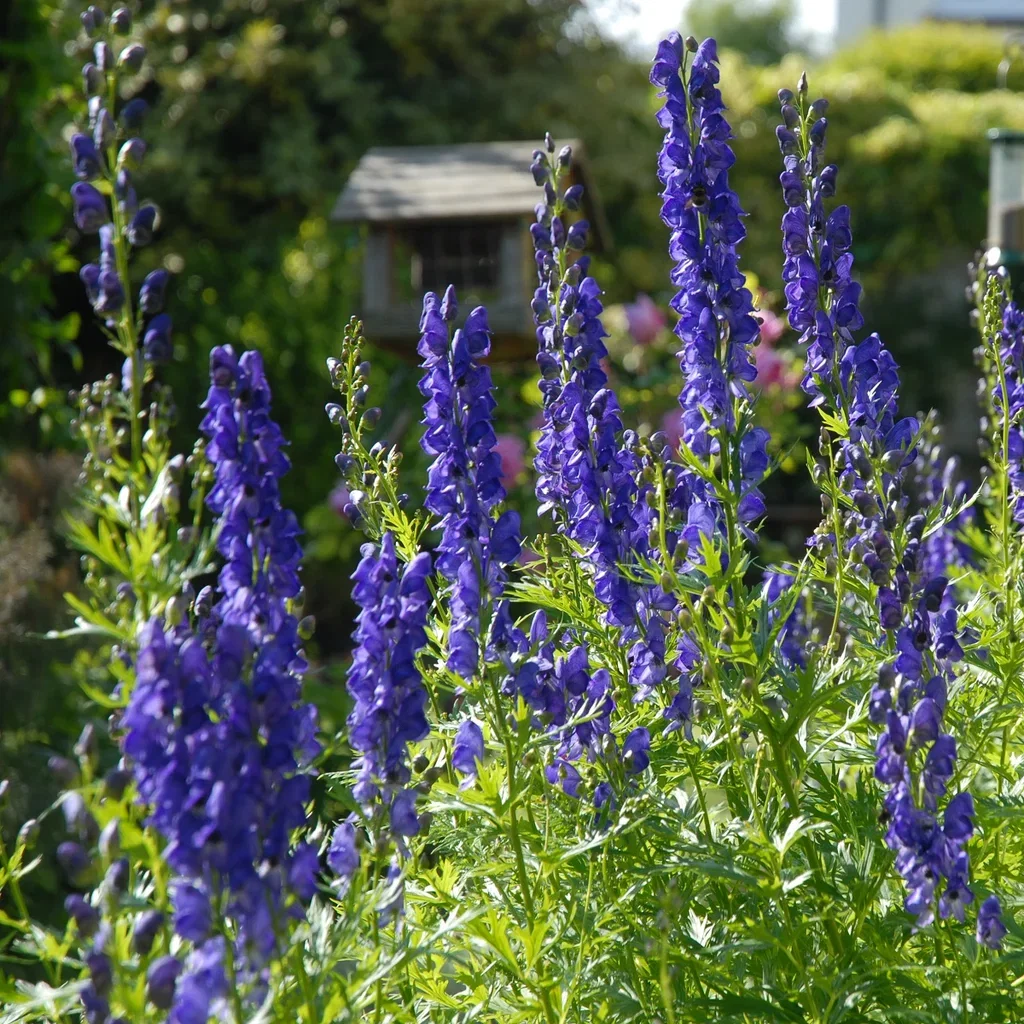 Ametiststormhatt 'Arendsii'