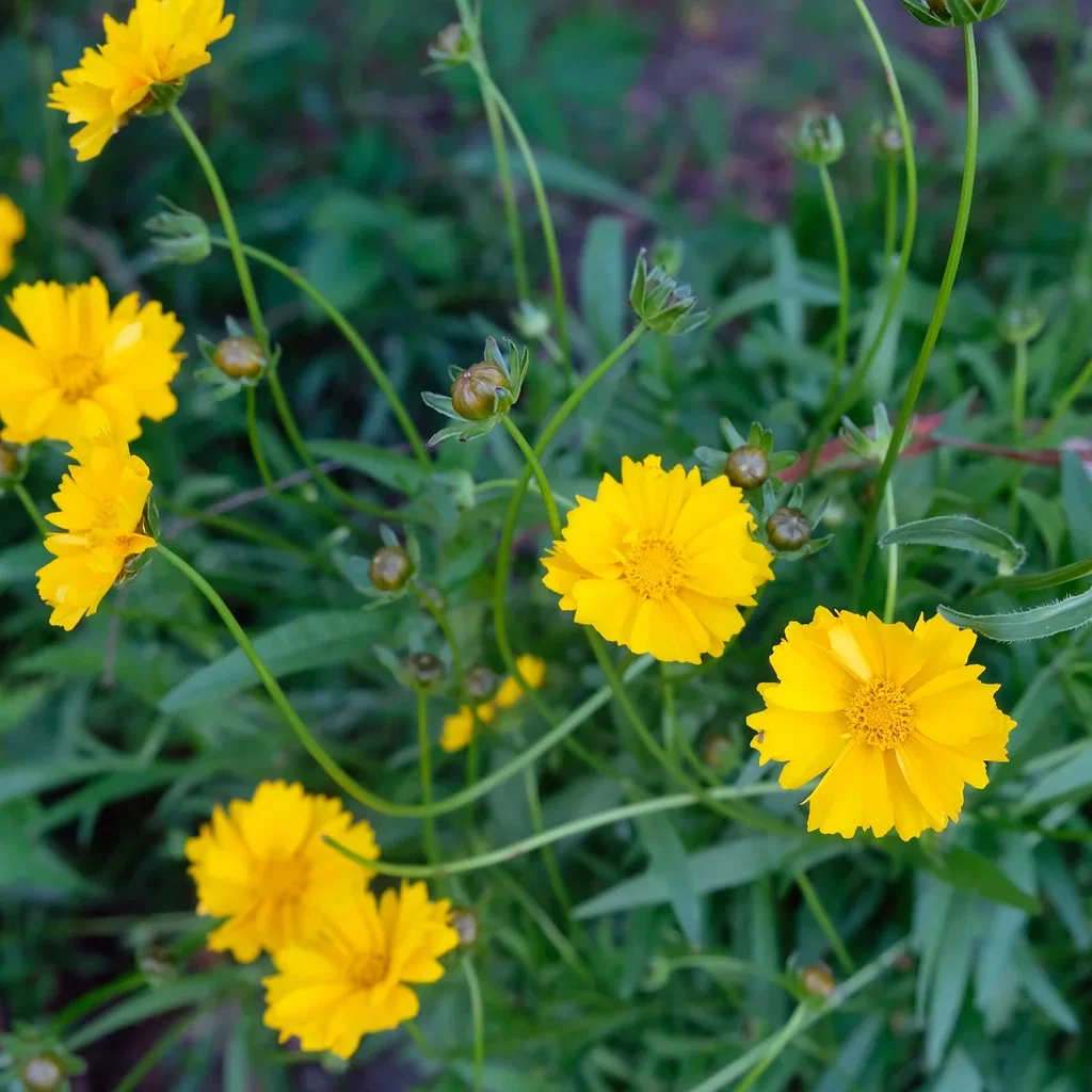 Coreopsis grand. 'Sonnenkind'