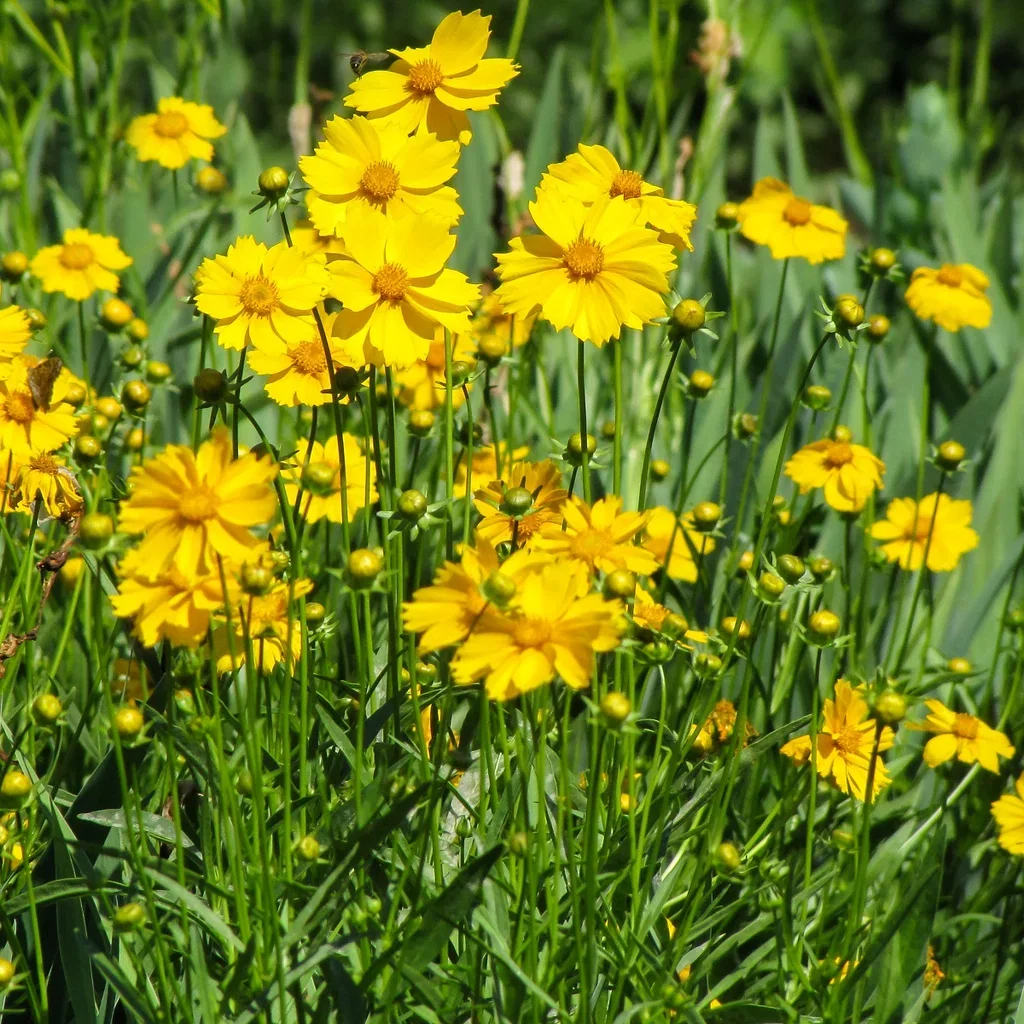 Coreopsis grand. 'Sonnenkind'