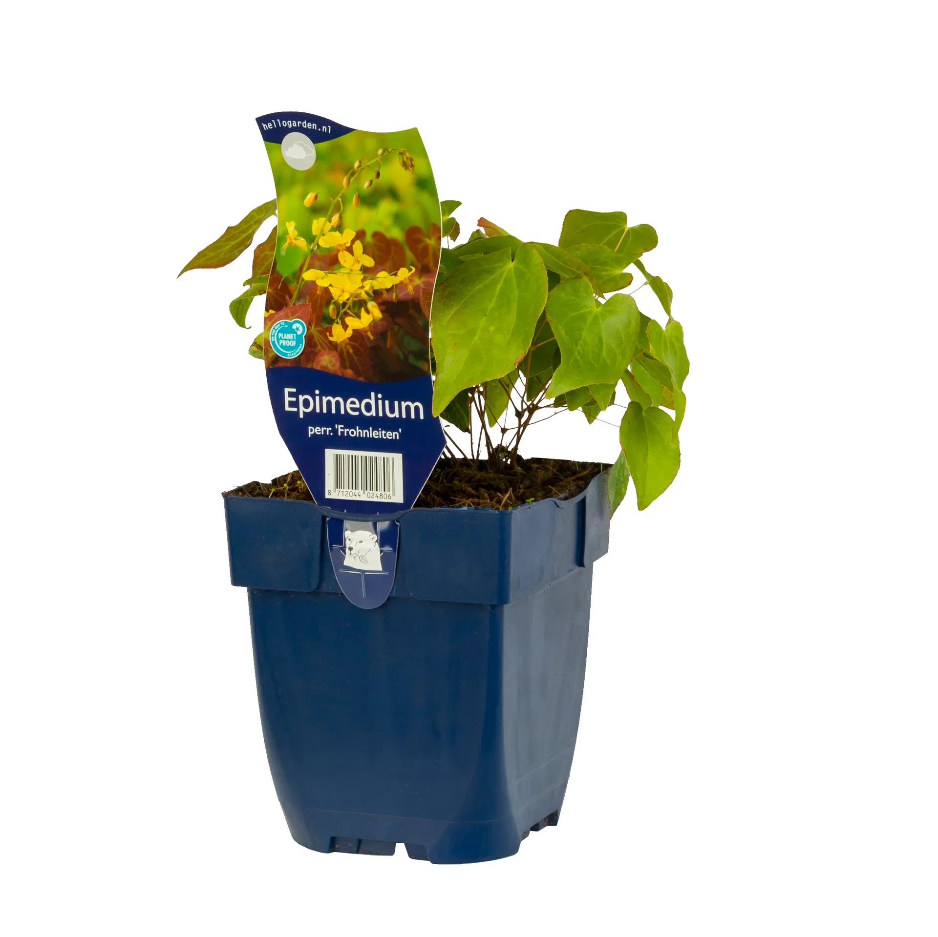 Taggig sockblomma 'Frohnleiten'