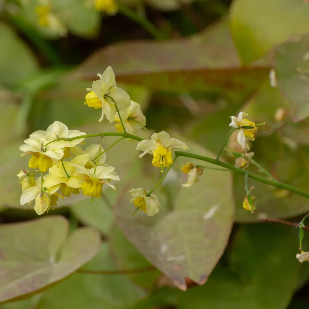 Taggig sockblomma 'Frohnleiten'