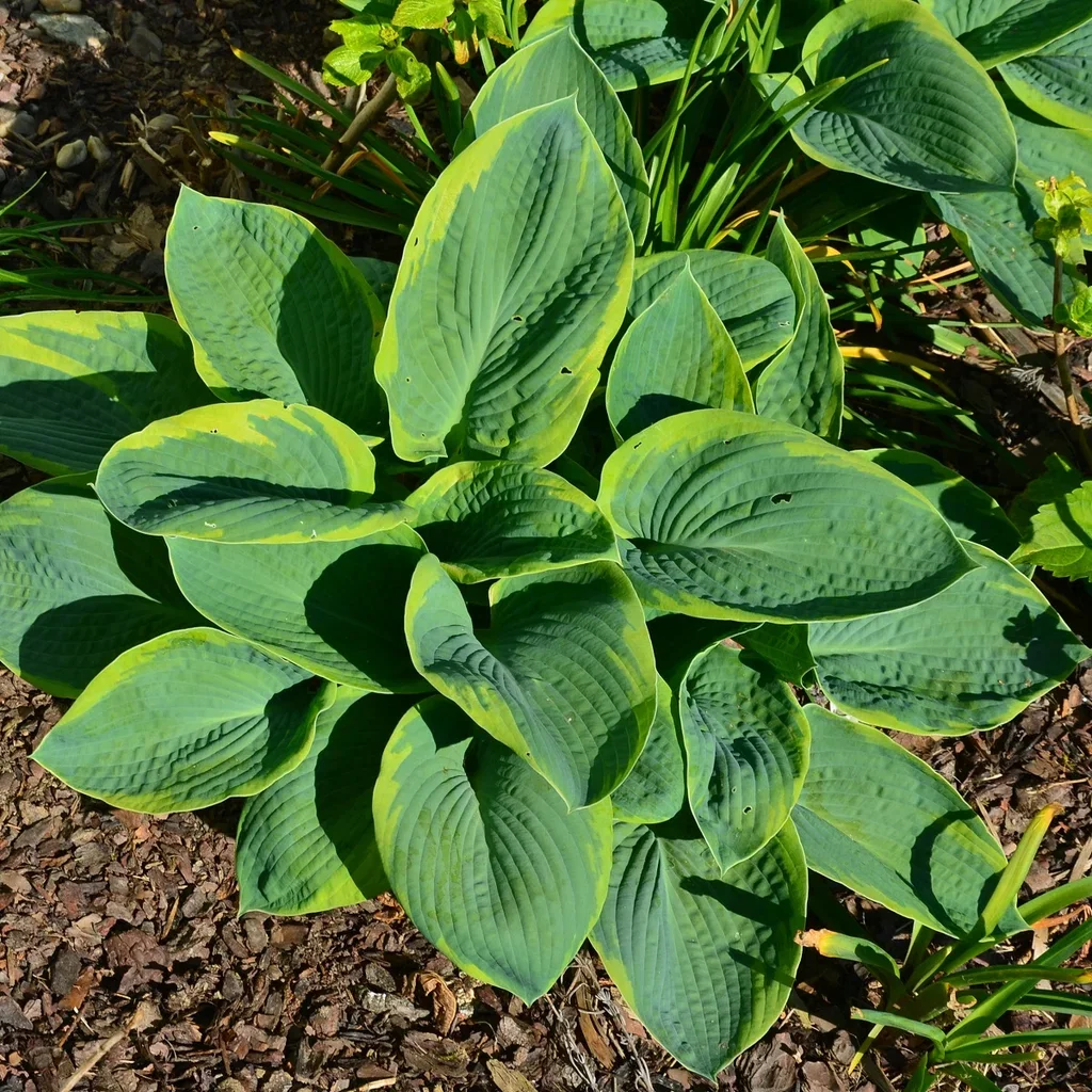 Hosta sieboldiana 'Frances Williams'