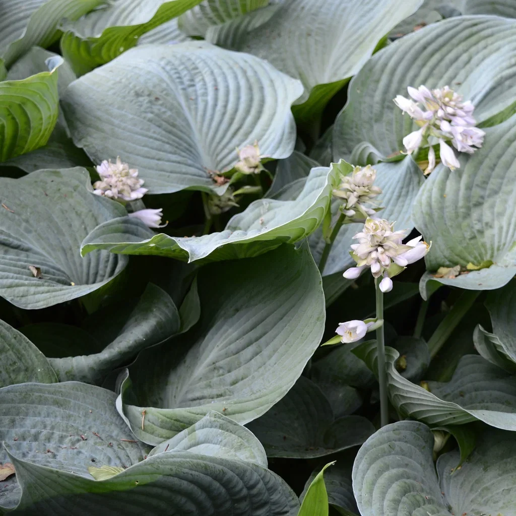 Daggfunkia 'Elegans'