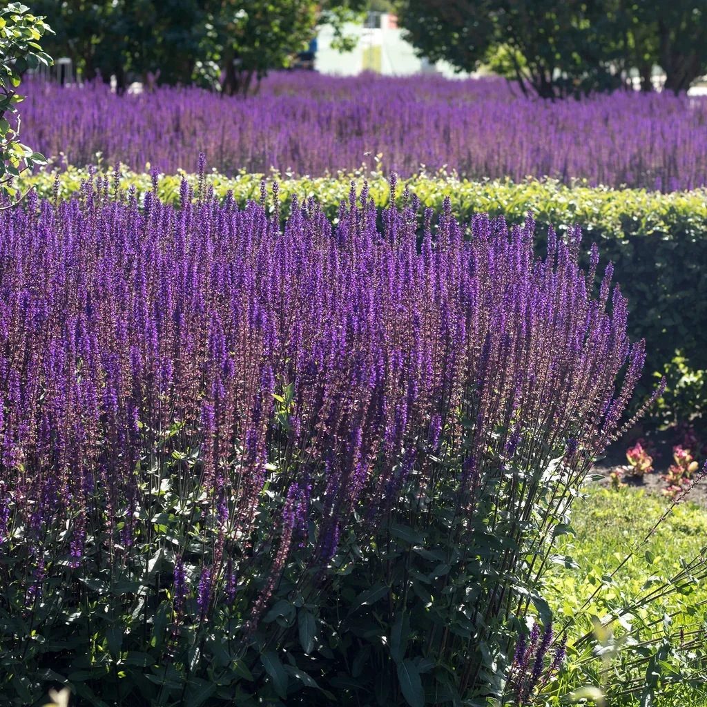 Skogssalvia 'Mainacht'