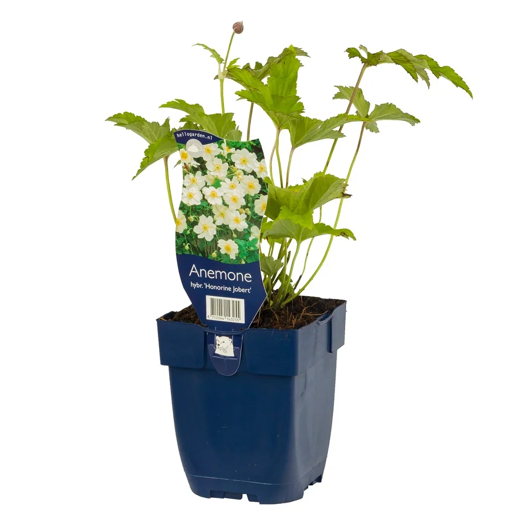 Stor höstanemon 'Honorine Jobert'