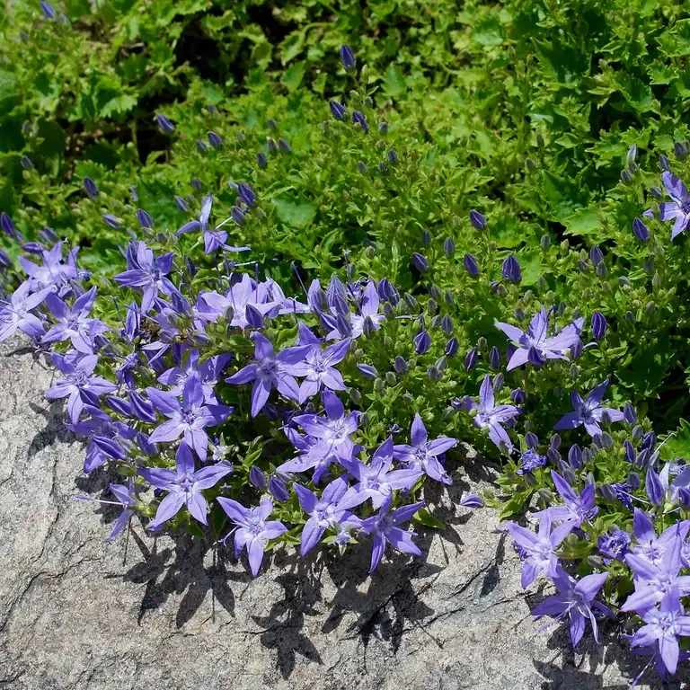 Campanula poscharskyana