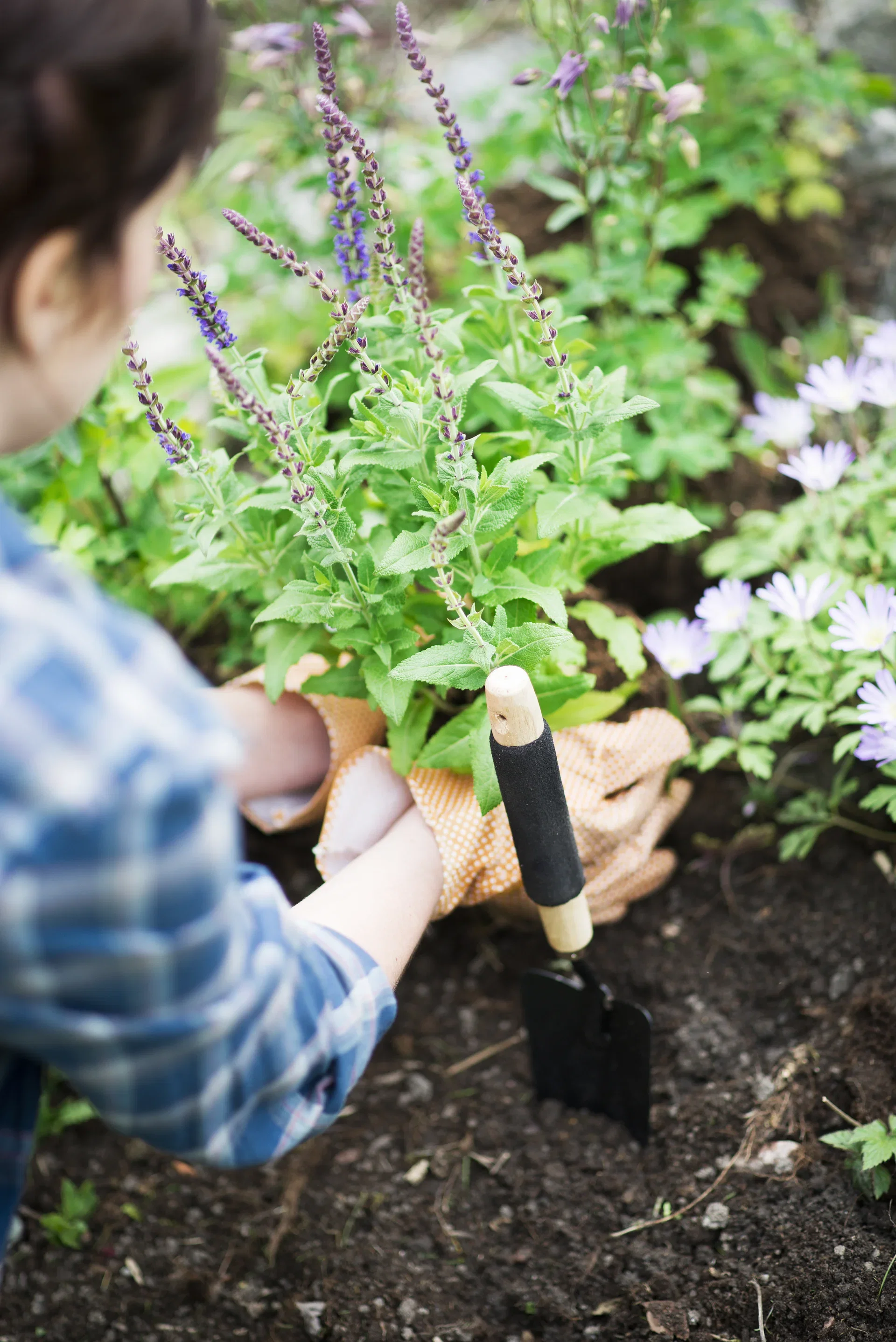Stäppsalvia 'Ostfriesland'
