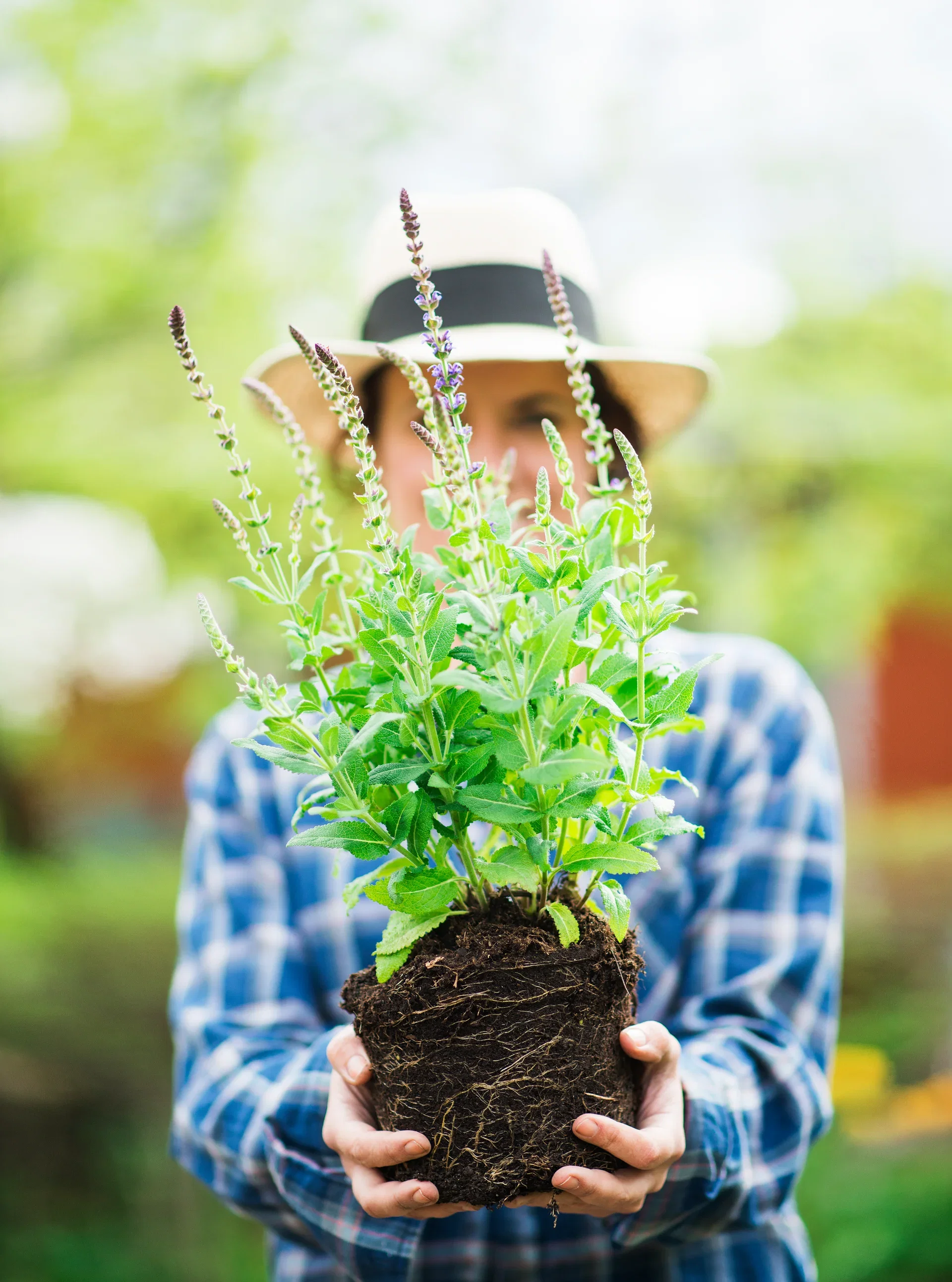 Stäppsalvia 'Ostfriesland'