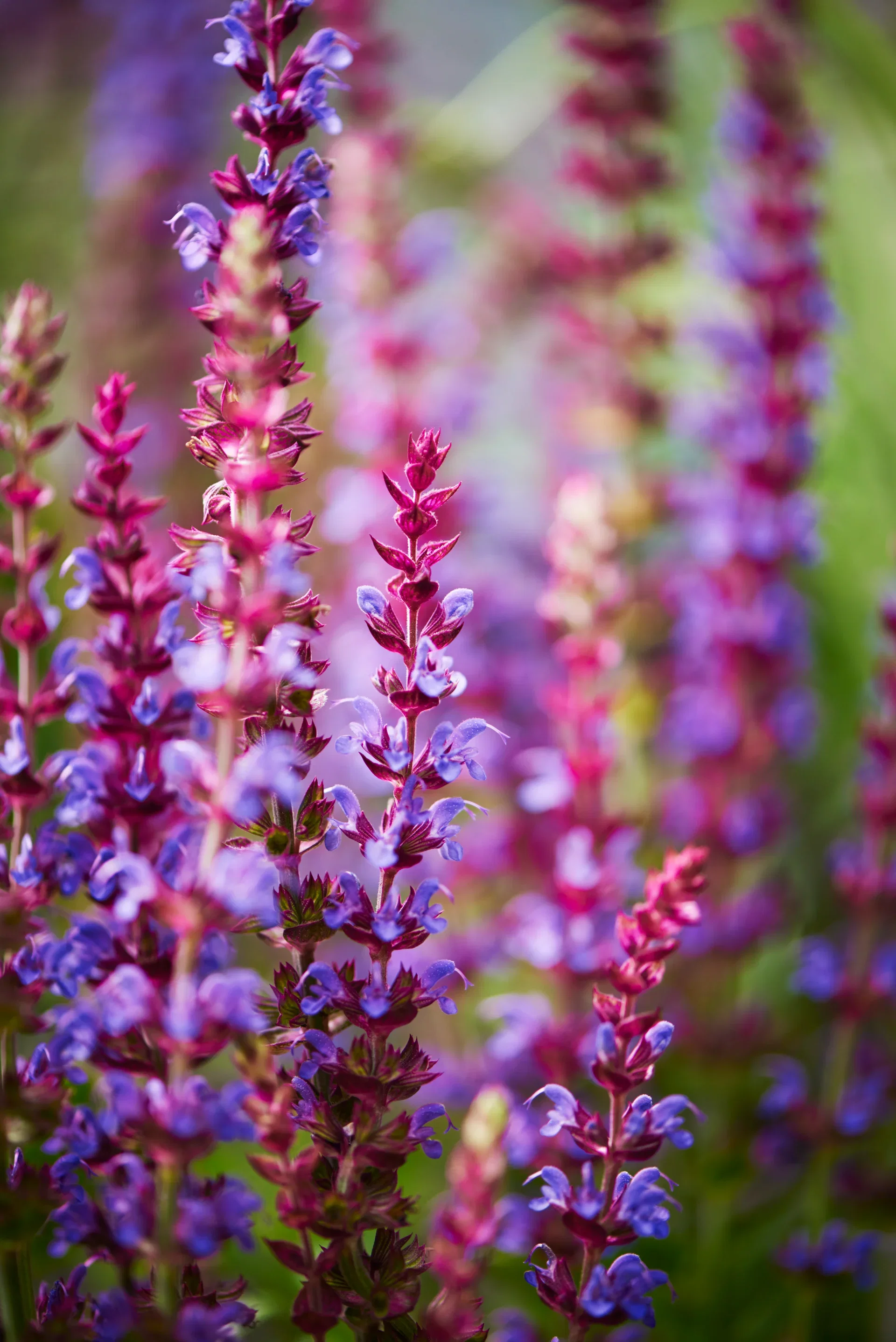 Stäppsalvia 'Ostfriesland'