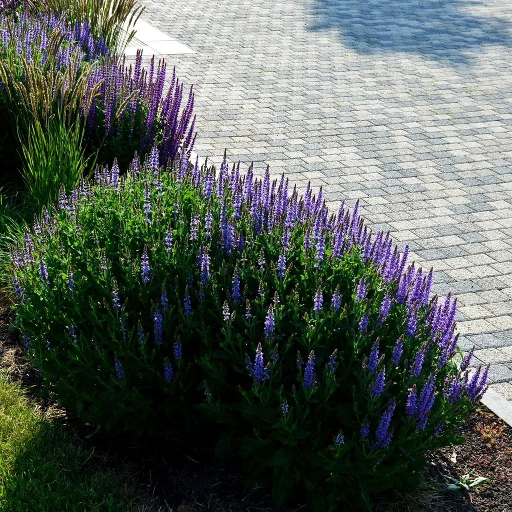 Stäppsalvia 'Ostfriesland'