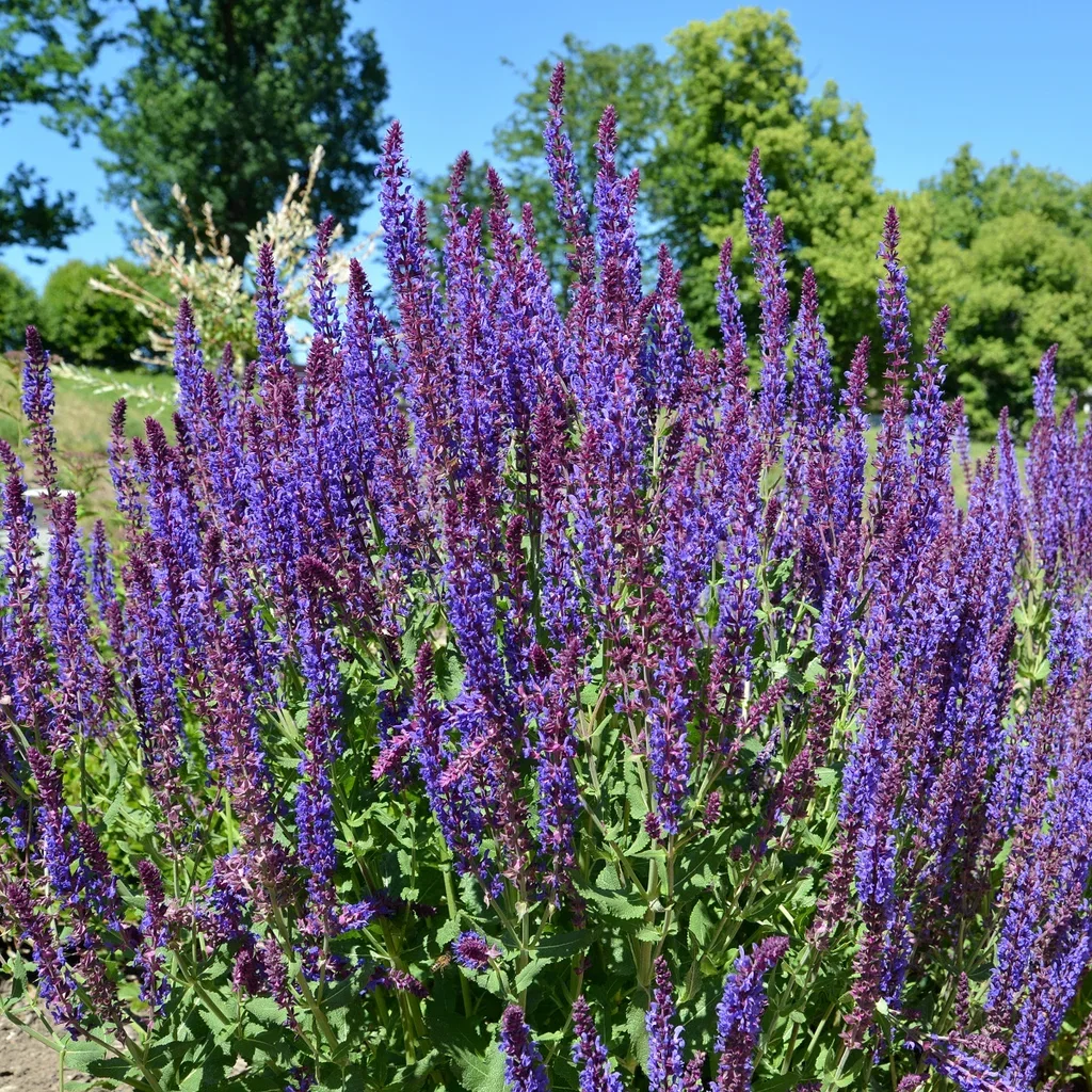 Stäppsalvia 'Ostfriesland'