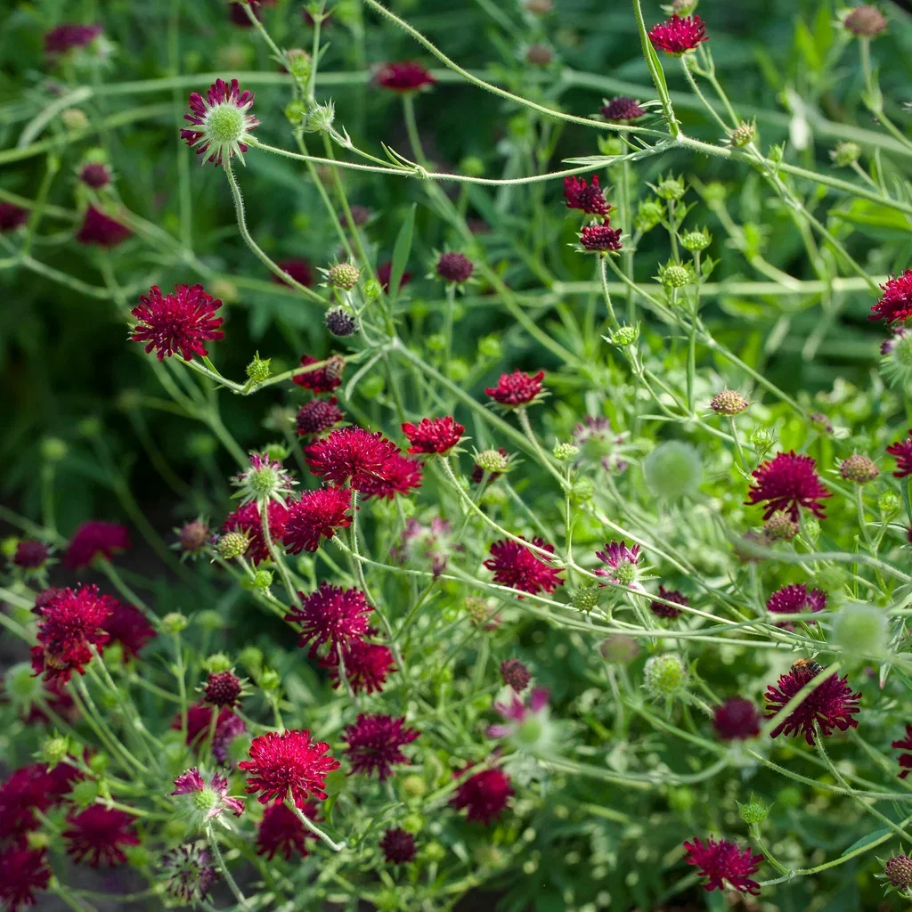 Knautia macedonica