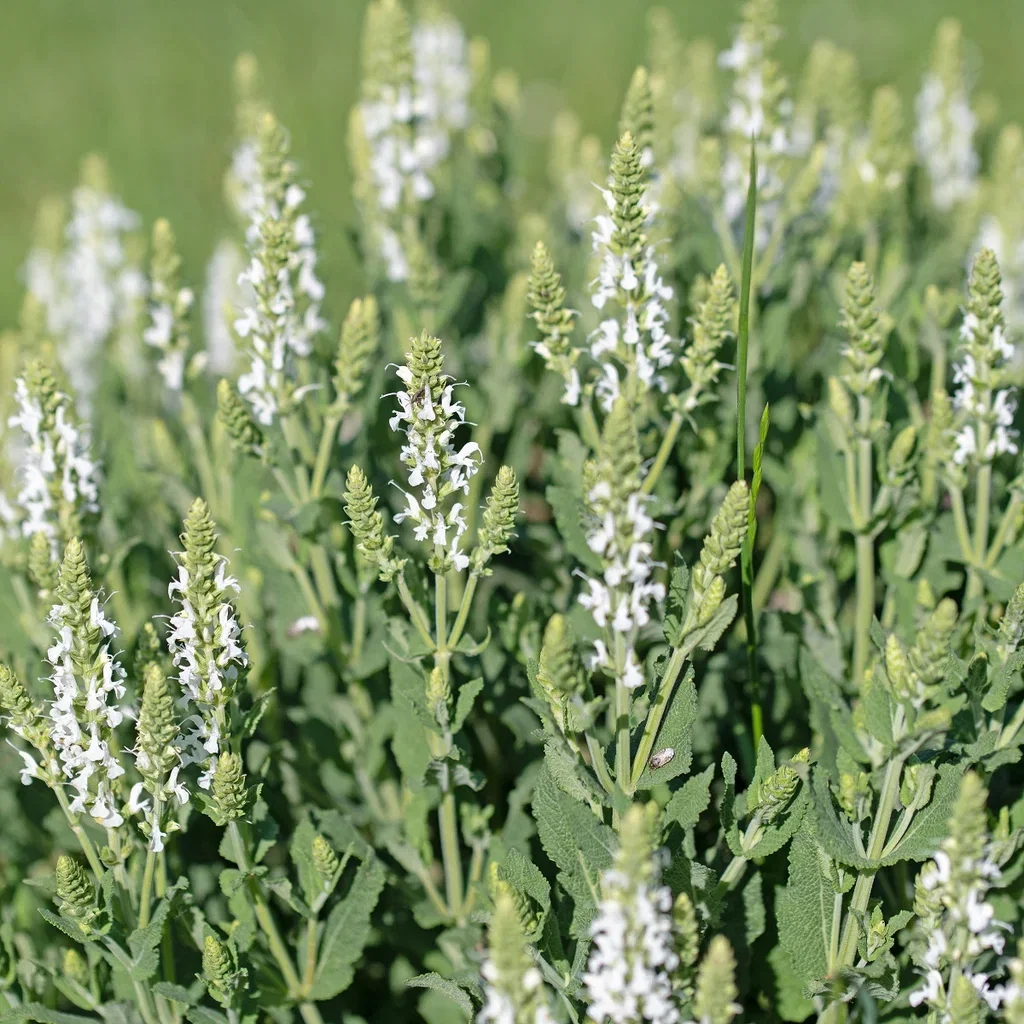 Skogssalvia 'Schneehügel'