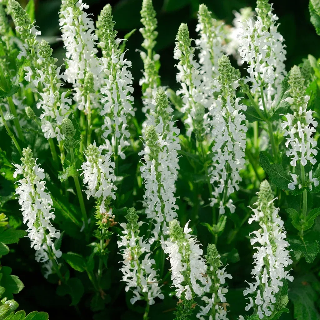 Skogssalvia 'Schneehügel'