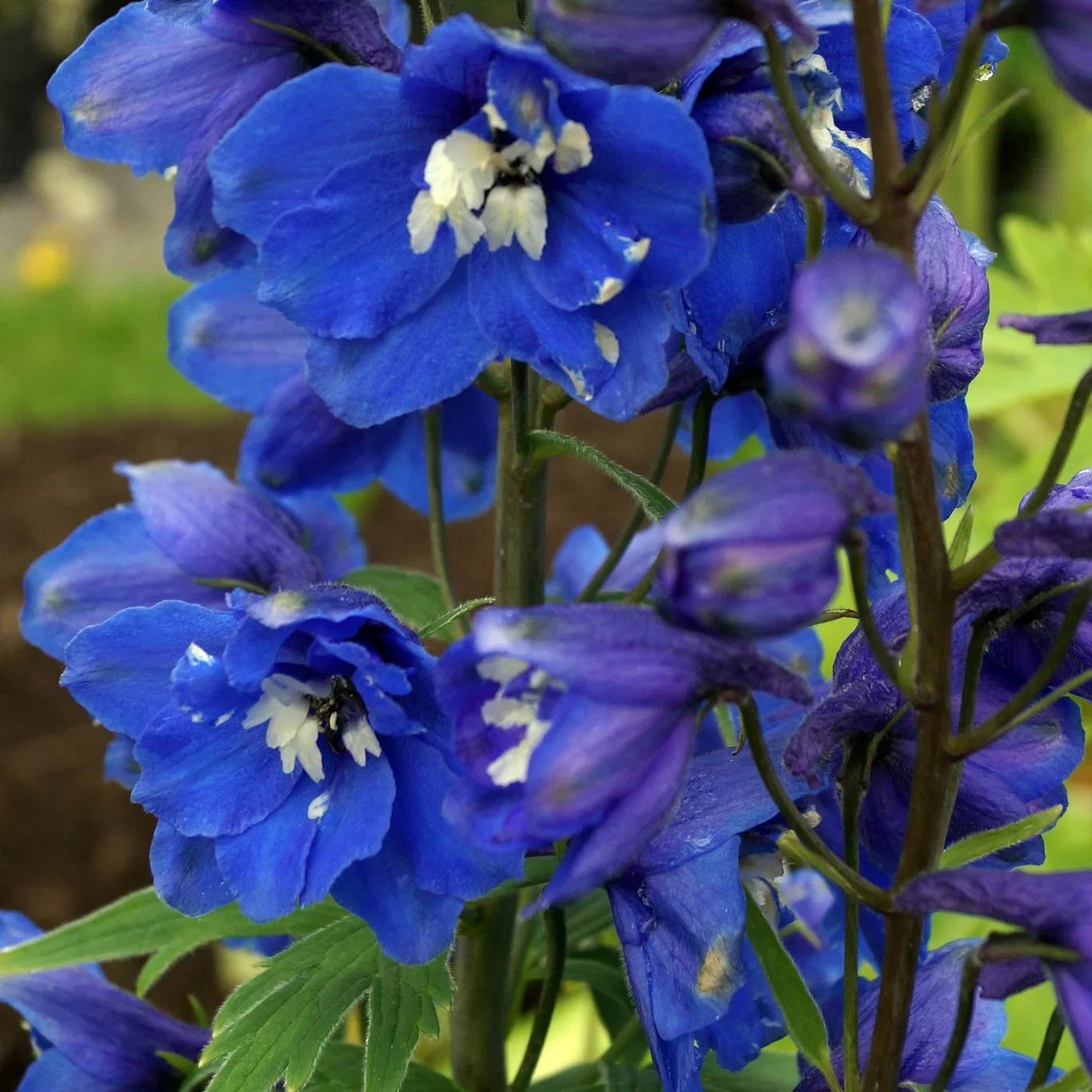 Trädgårdsriddarsporre 'Blue Bird'
