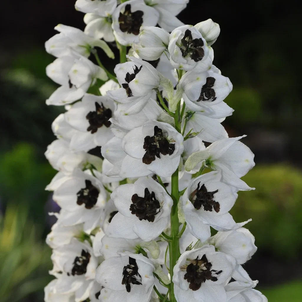 Delphinium (Elatum-Group) 'Galahad'