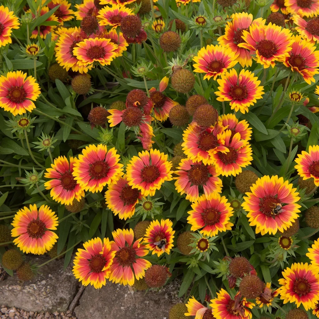 Kokardblomster 'Kobold'