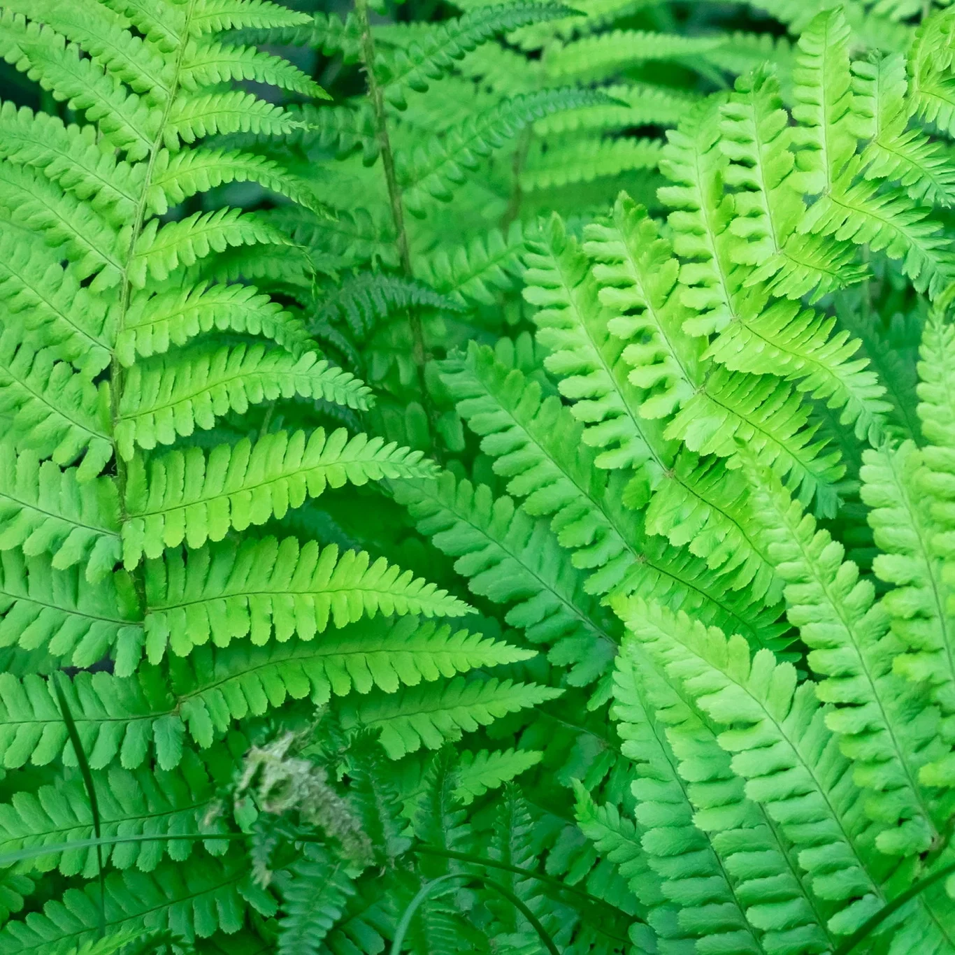Dryopteris affinis