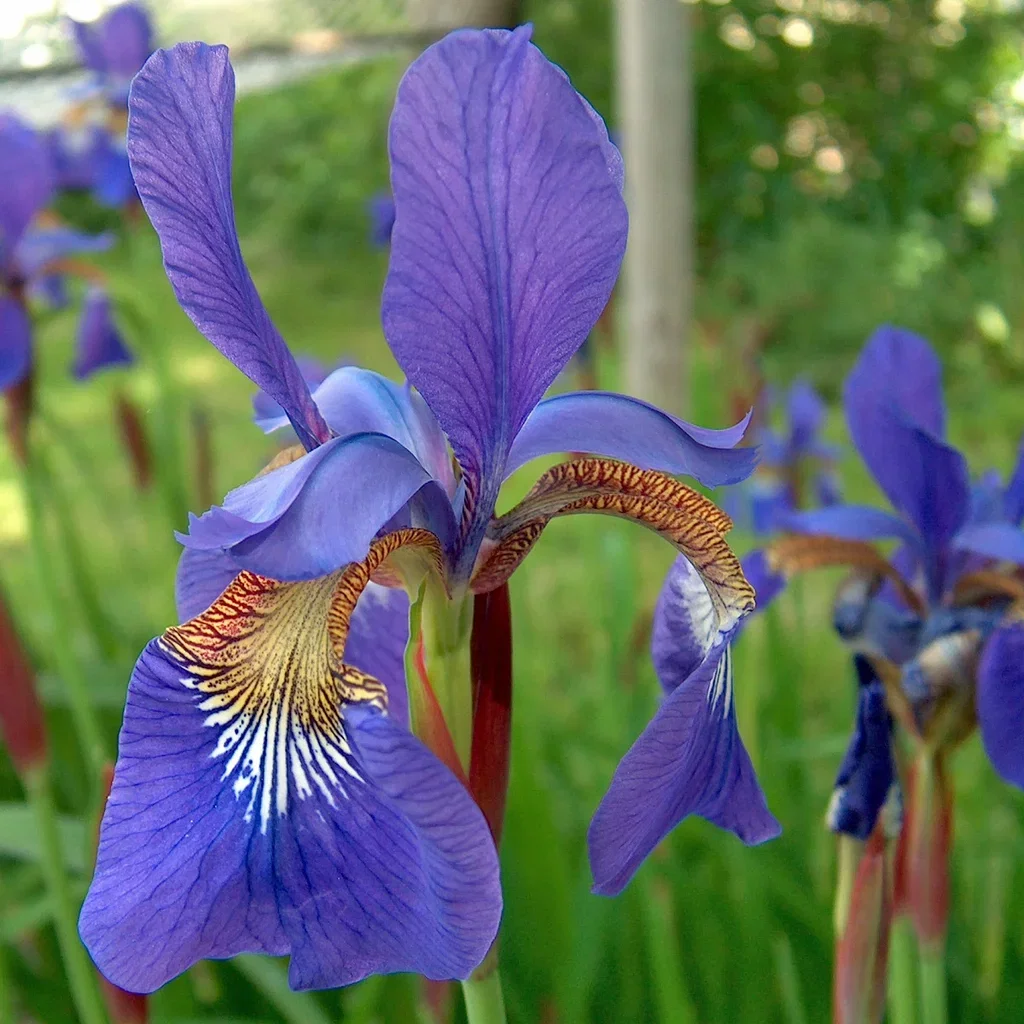 Iris sib. 'Blue King'