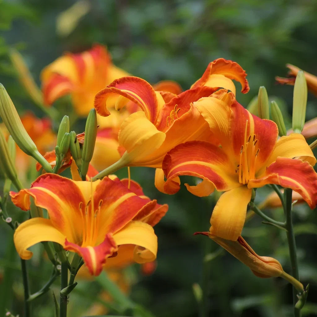 Daglilja 'Frans Hals'