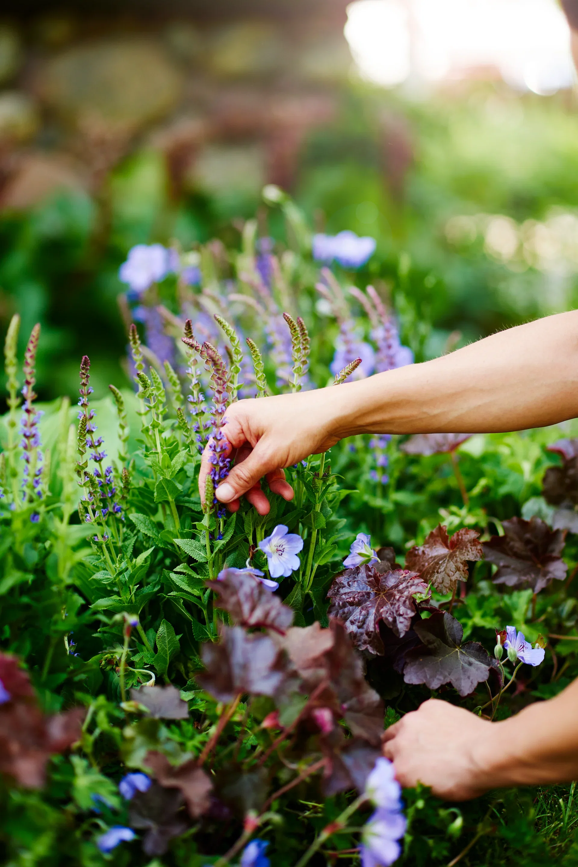 Trädgårdsnäva ROZANNE