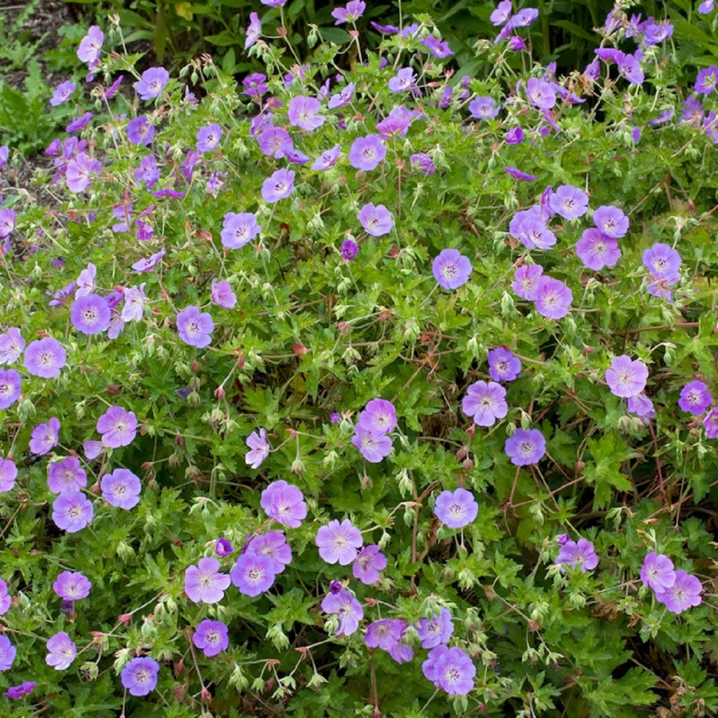 Trädgårdsnäva ROZANNE