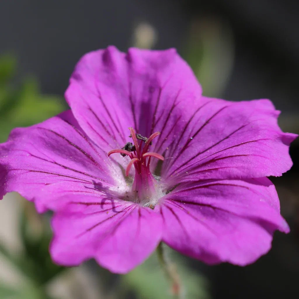 Geranium sanguineum 'Tiny Monster'