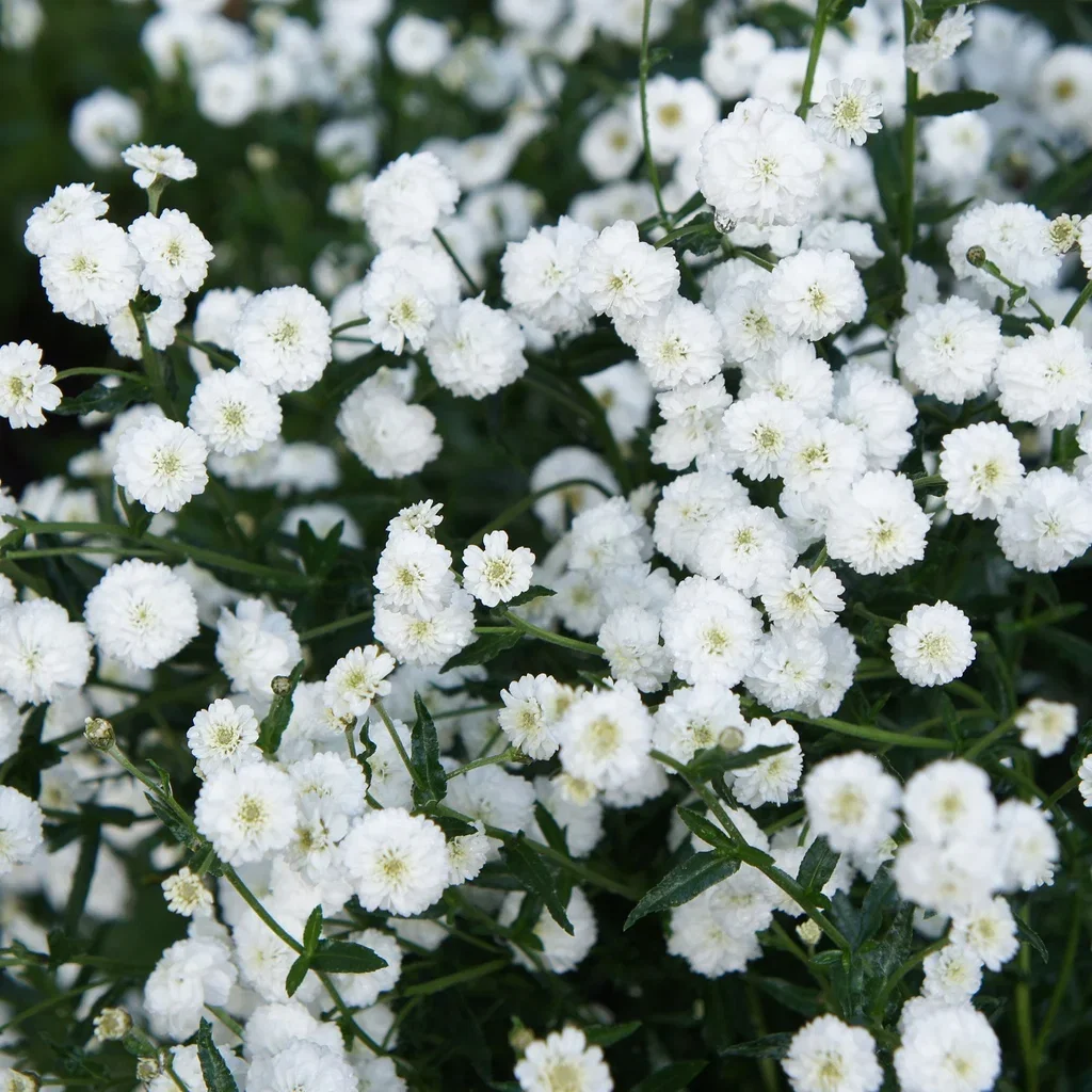 Vitpytta 'The Pearl'