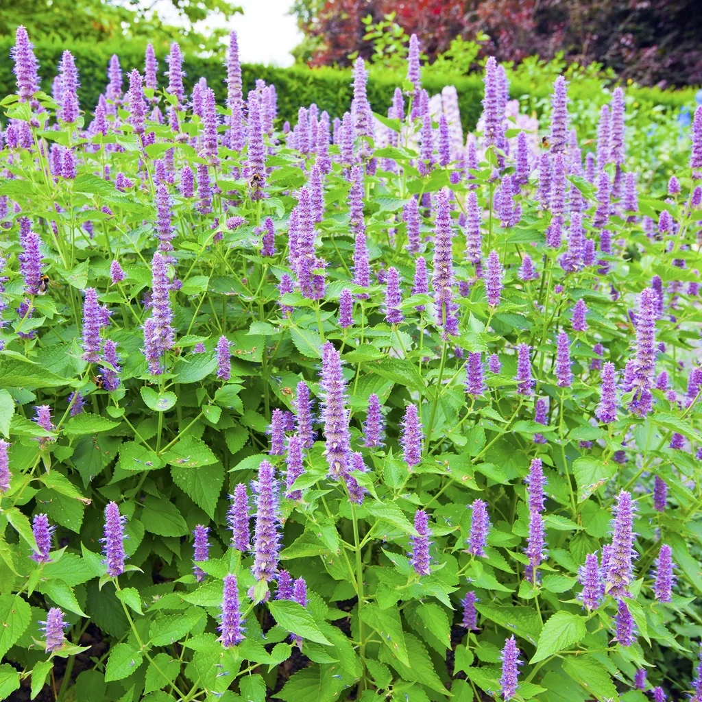 Anisisop 'Blue Fortune'