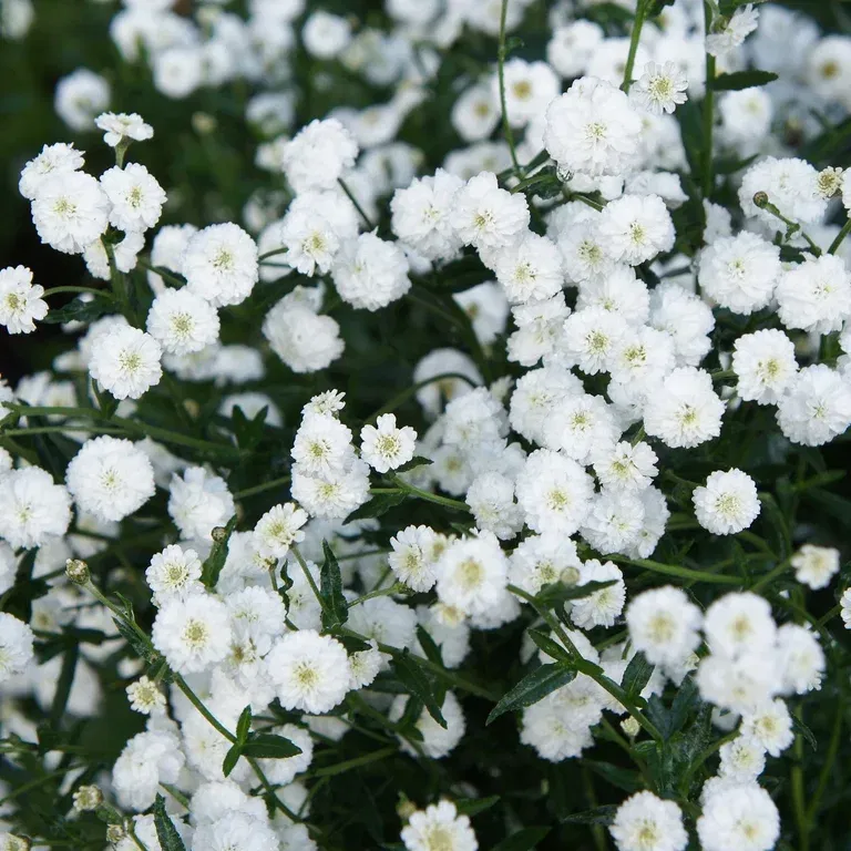 Vitpytta 'The Pearl'