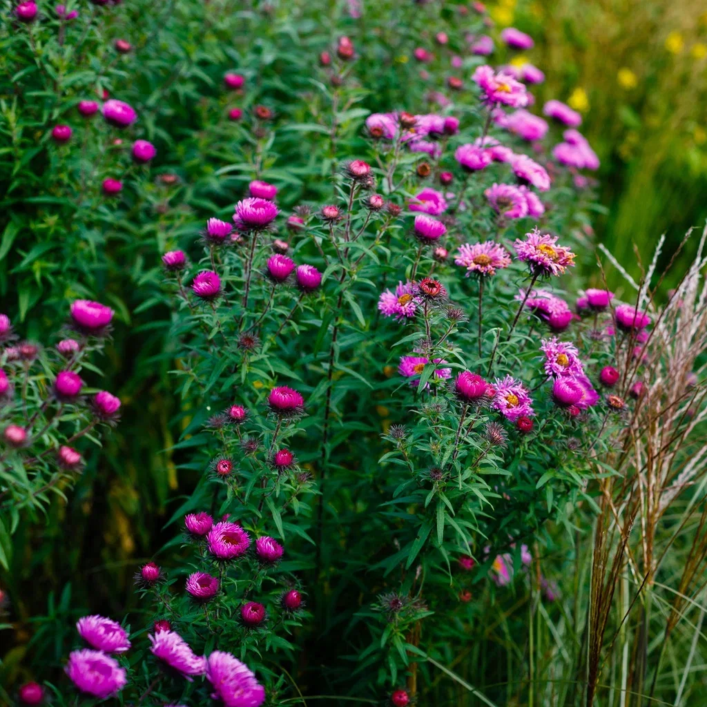 Aster dumosus 'Jenny'