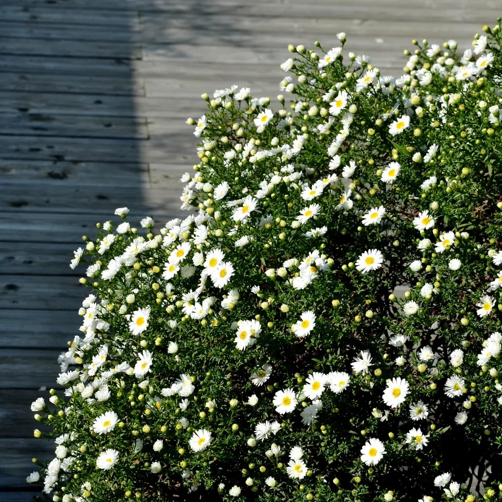 Oktoberaster 'Schneekissen'